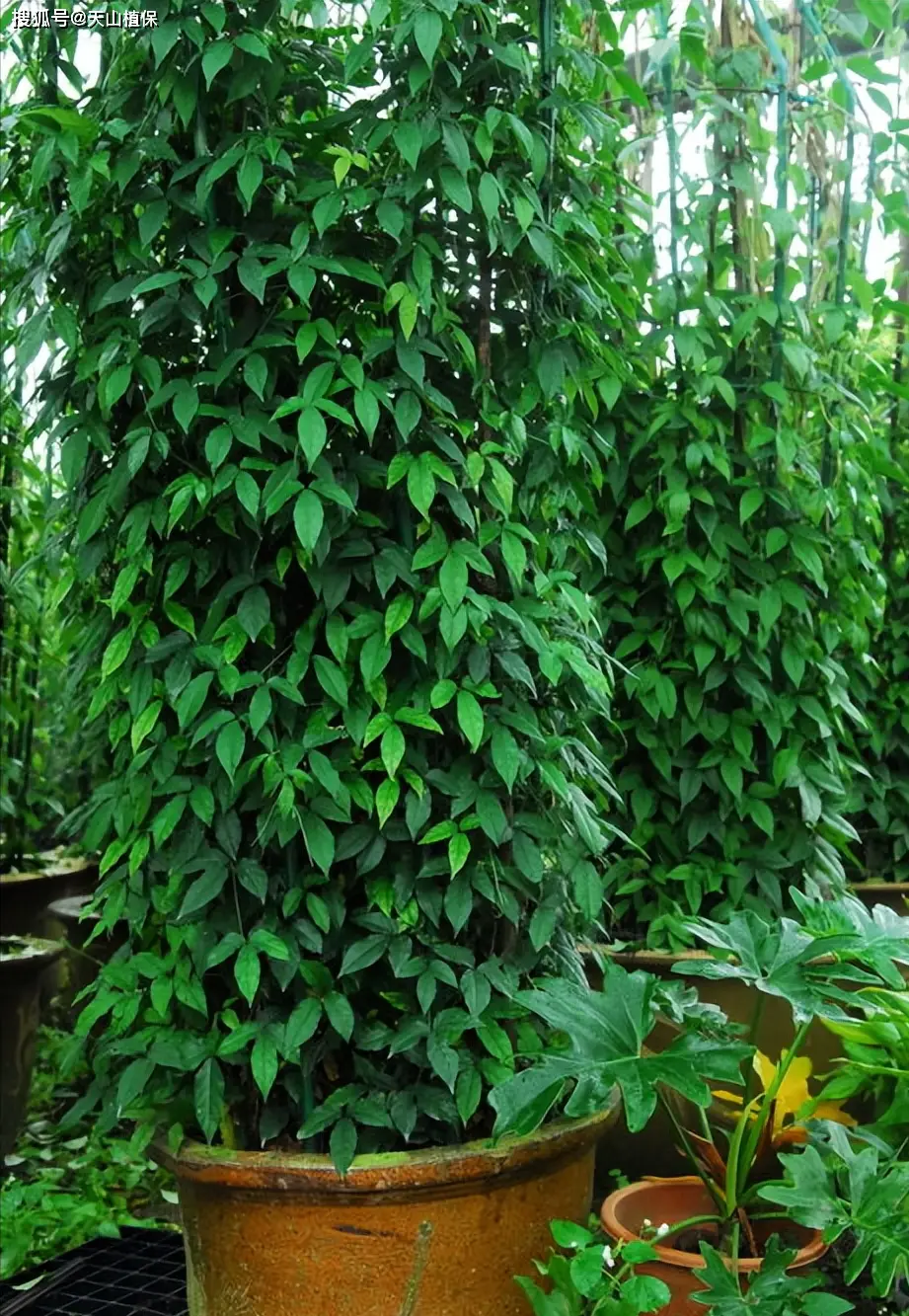 青种植推动现代化农业发展方向: 野生三叶青,又被称为三叶草或苜蓿,是