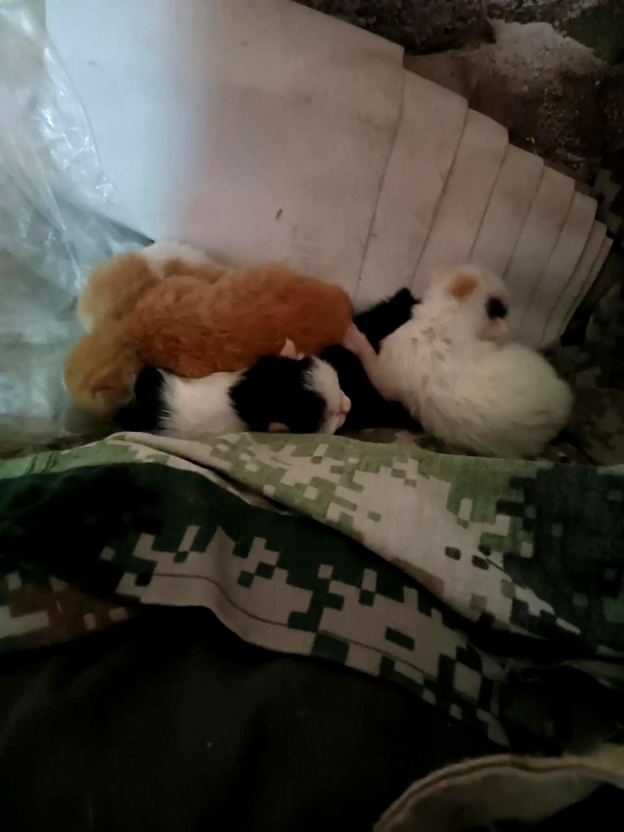 前天我家猫咪前后粘着我以为饿了要吃的呢拿来它爱的鸡骨头闻了