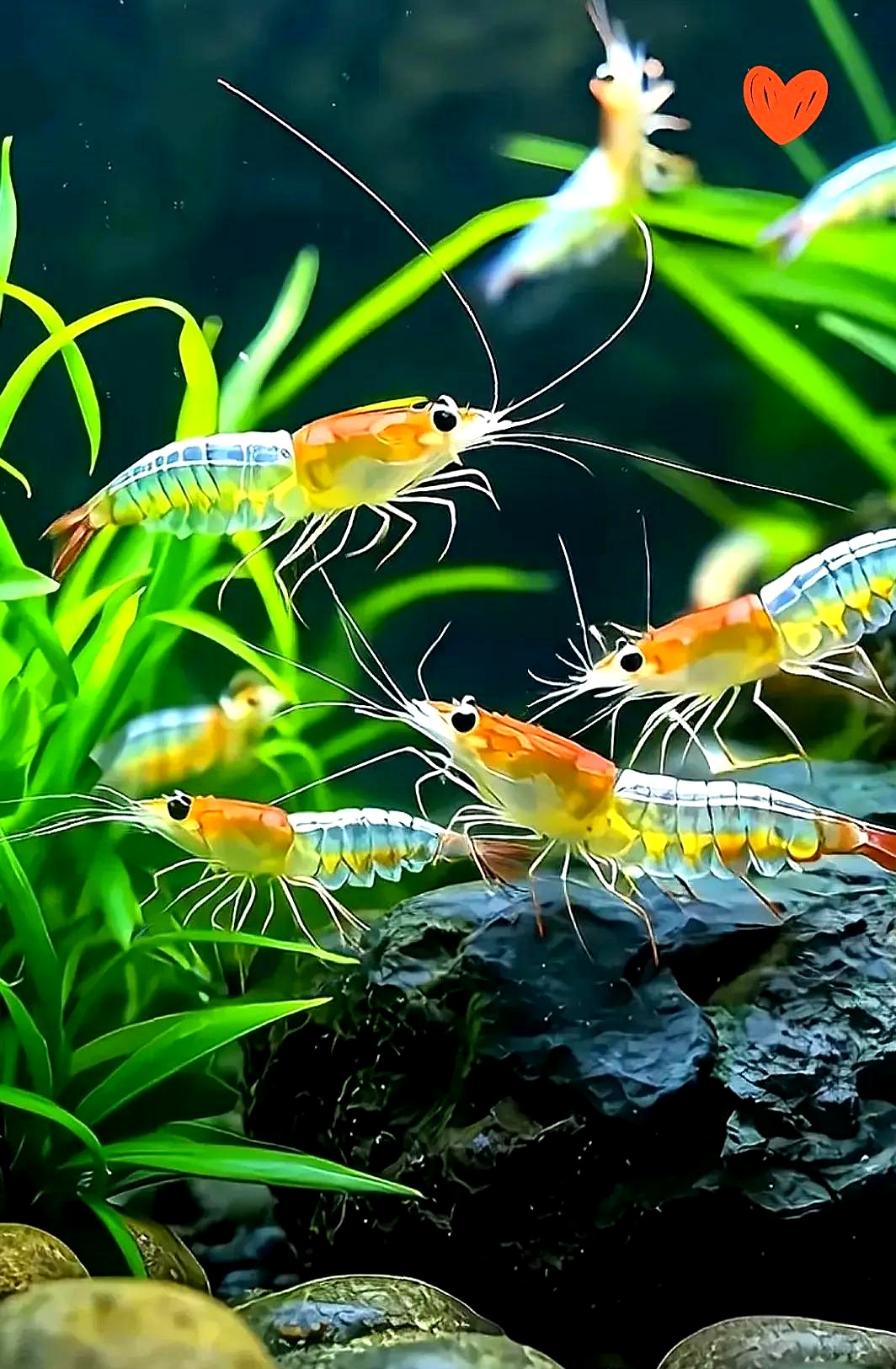 水族器材市场：从鱼缸小世界到大变化
