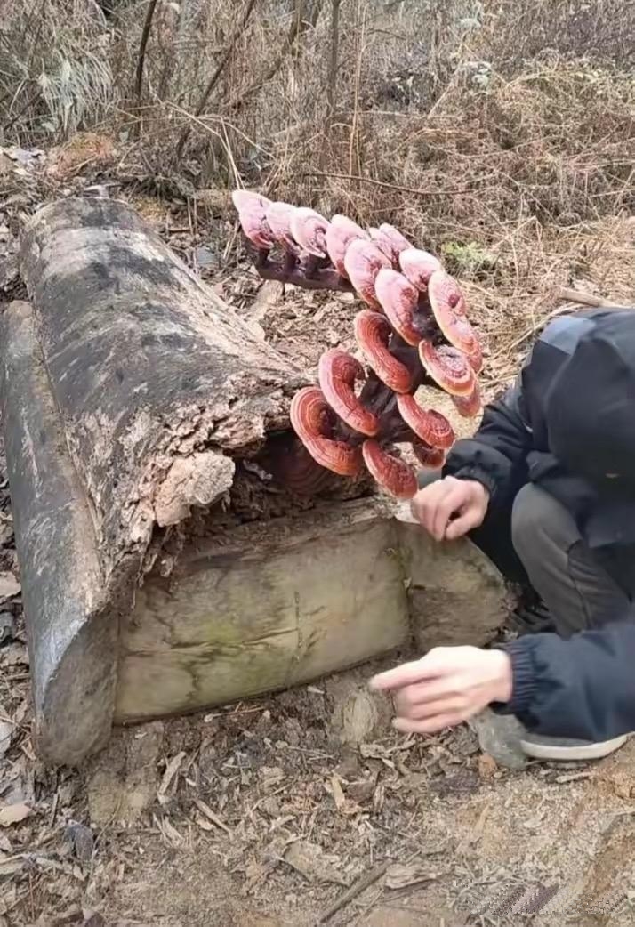 传闻这种血灵芝珍贵程度远超黄金