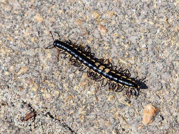 花盆里的土壤里经常会出现一种样子像蜈蚣的虫子,身体细长,爬行得很快