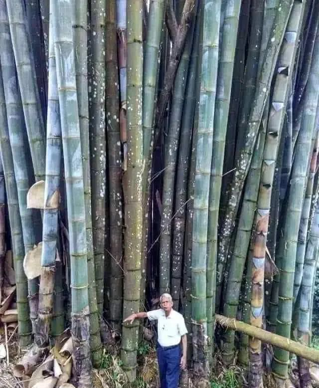 可是,咱们今天要聊的这款竹子可不一般,它的名字叫巨龙竹