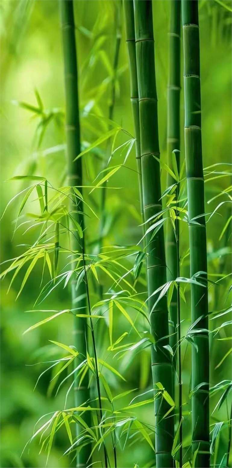绿色护眼聊天背景来了#背景图