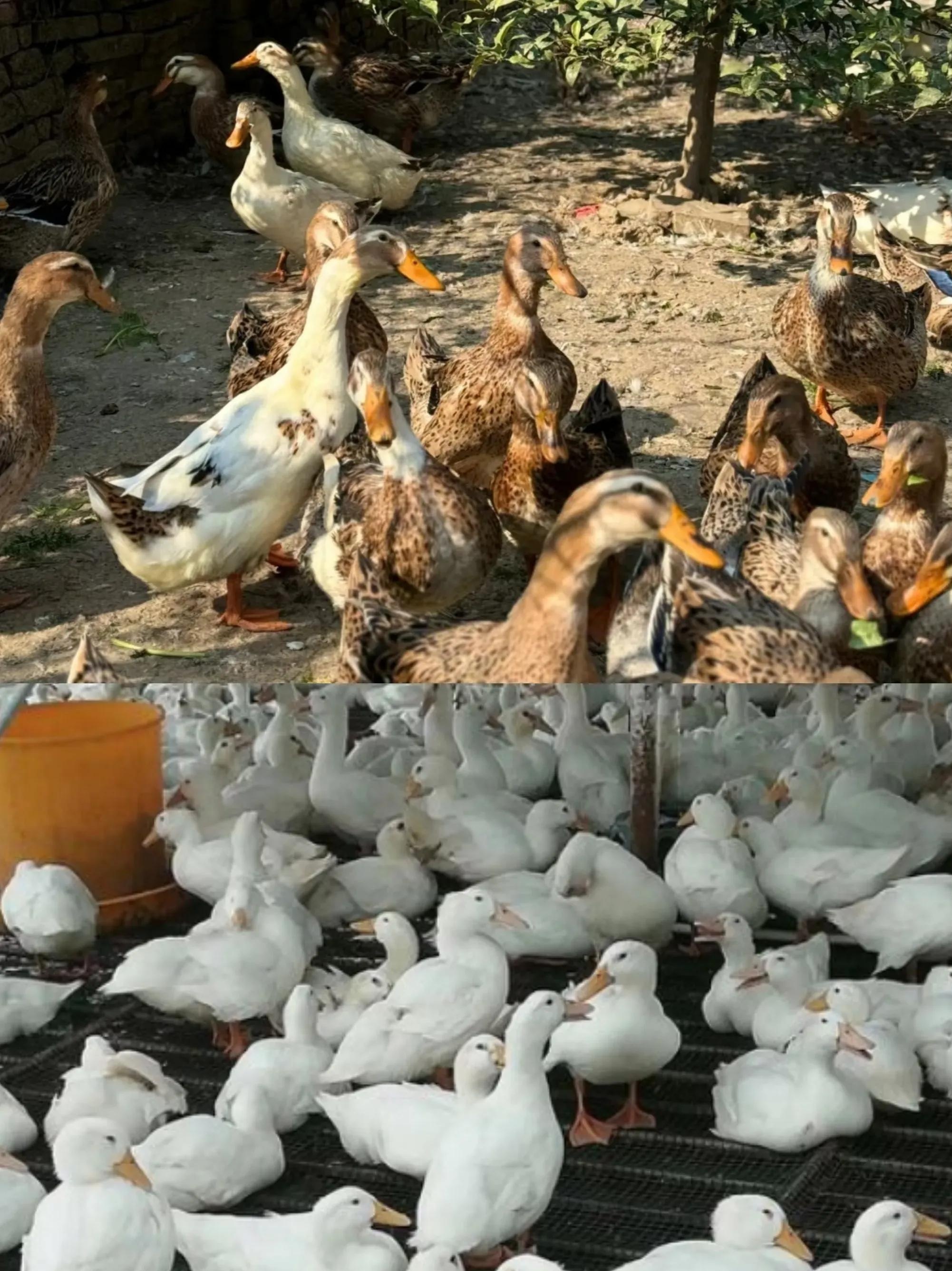 不是它用的病鸭,也不是激素