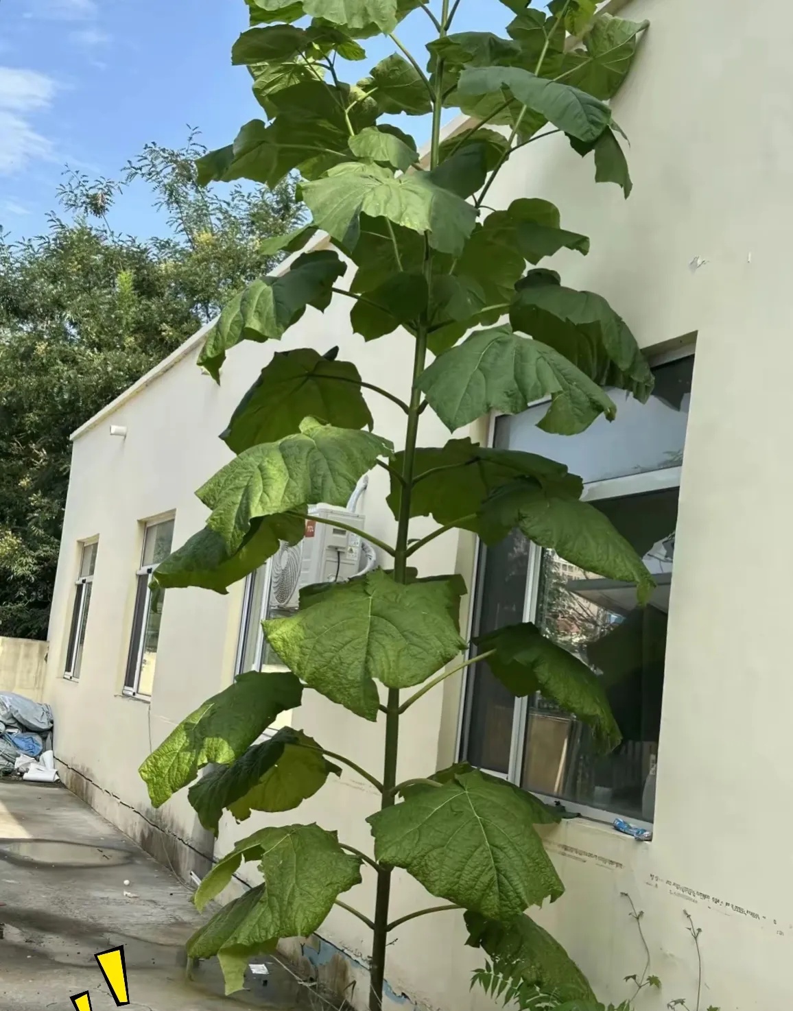 叶子像蒲扇那么大个头贼高跟小树似的