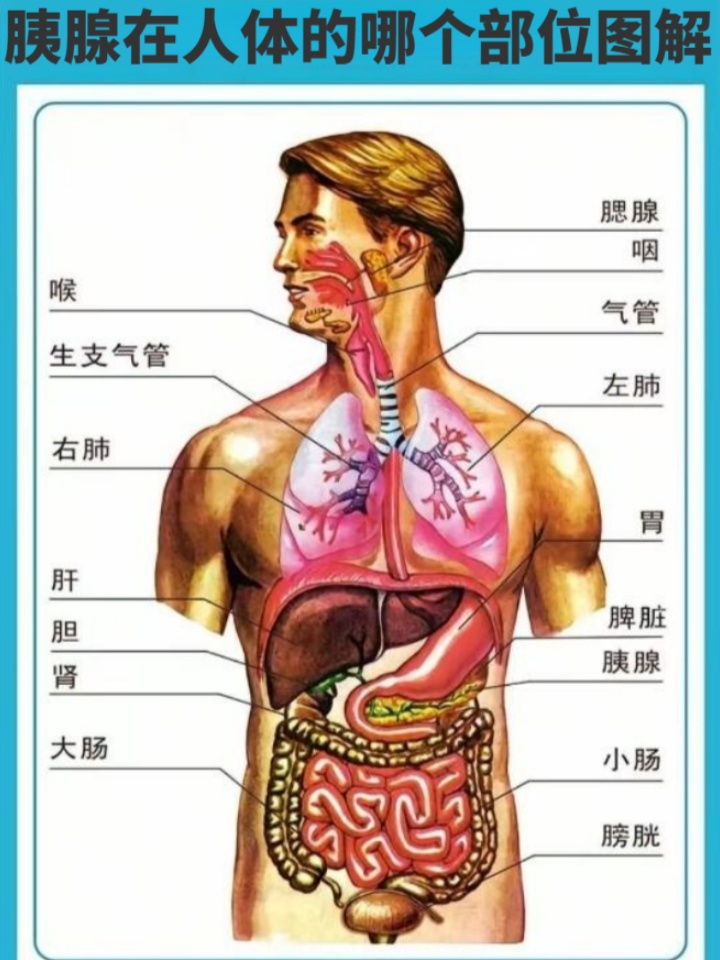 胰腺在人体的哪个部位图解 胰腺是位于腹后壁的一个狭长腺体,质地柔软