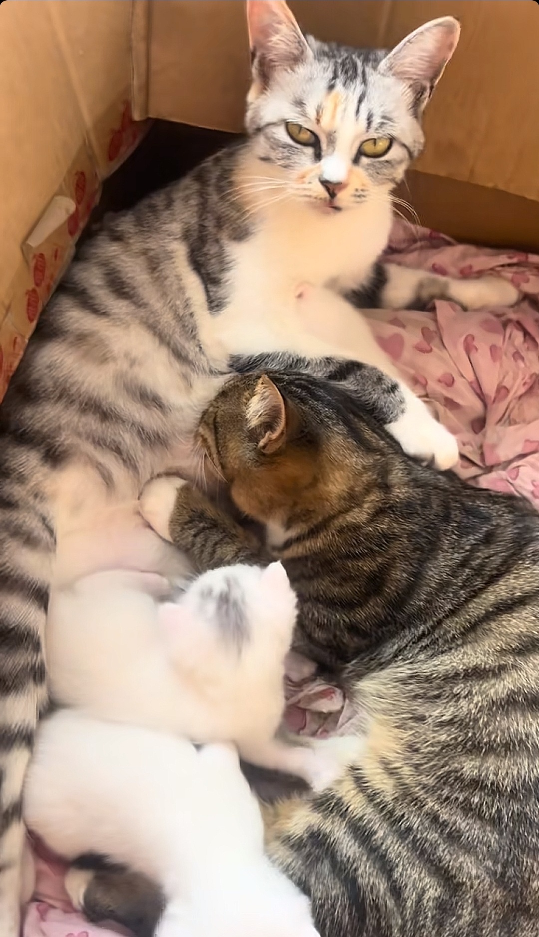 我就说大狸子怎么这么肥这么大了还喝猫妈妈的奶把他拎走猫妈妈还
