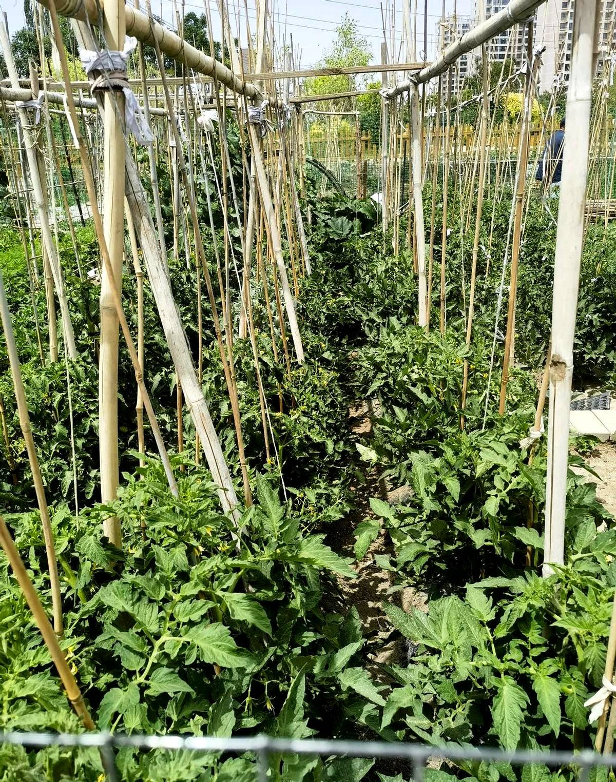 两亩地是什么菜，云南两亩地是什么菜