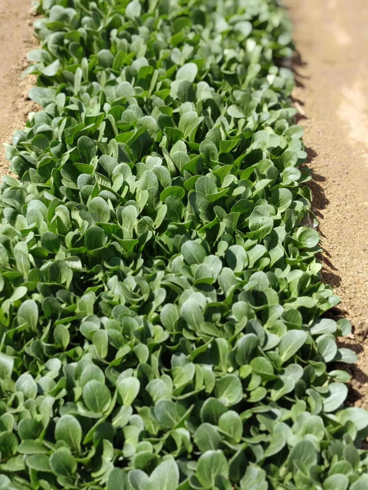 小满时节,气温快速升高,我园里春季种的蔬菜也大多数