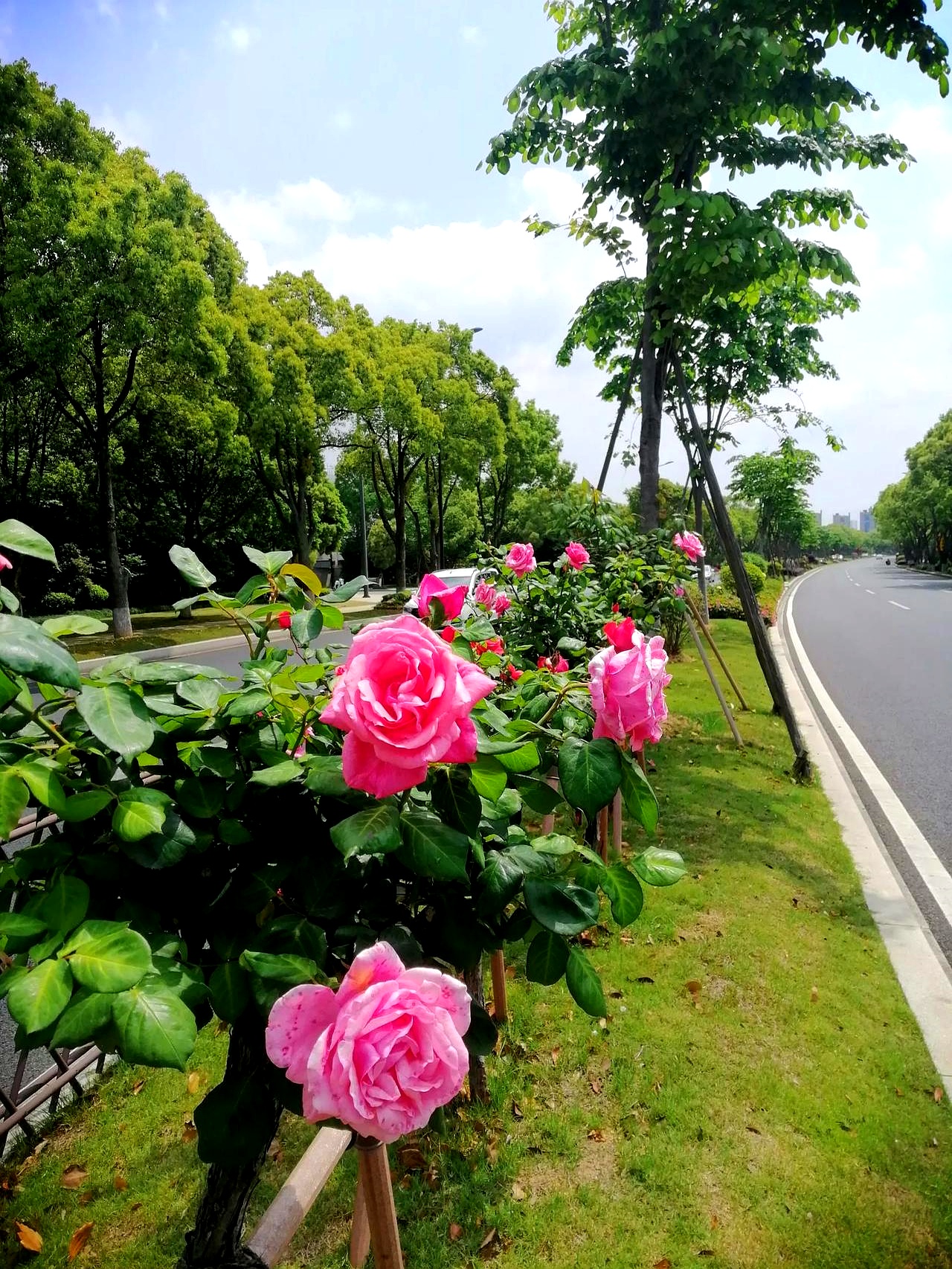 最美停车场花小区有椰子树玫瑰花风景图片北京奥林匹克公园跑道邊花景
