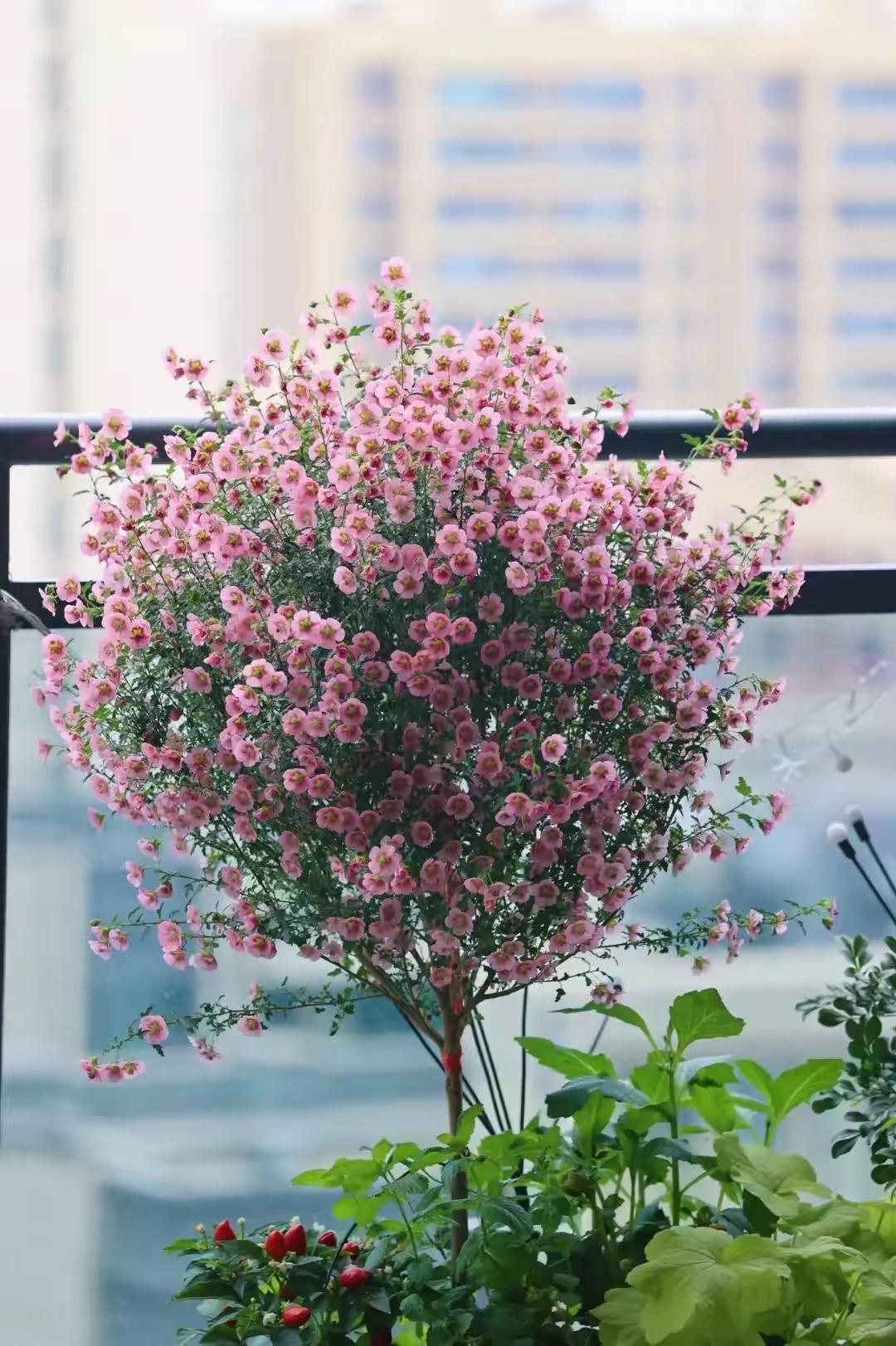 为什么家里不能放假花什么意思为什么在线 为什么家里不能放假花什么意思为什么在线