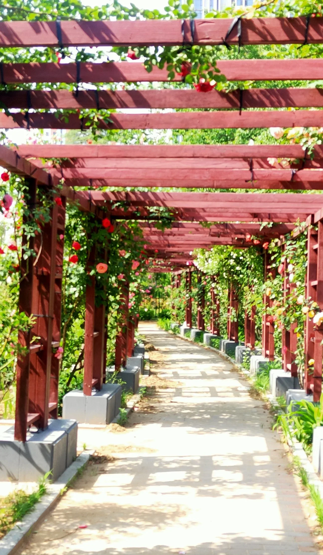 她家孩子今天刚刚考完体育,引体向上只做了5个,离