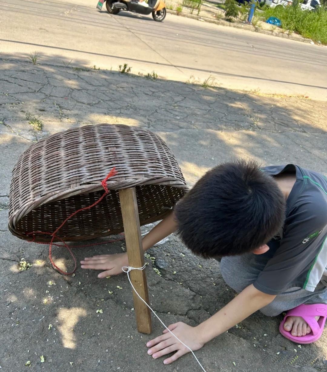 这残筛子捕鸟图片80后抓鸟一个用一根棍子撑住一边的箩筐80后用拍子捉