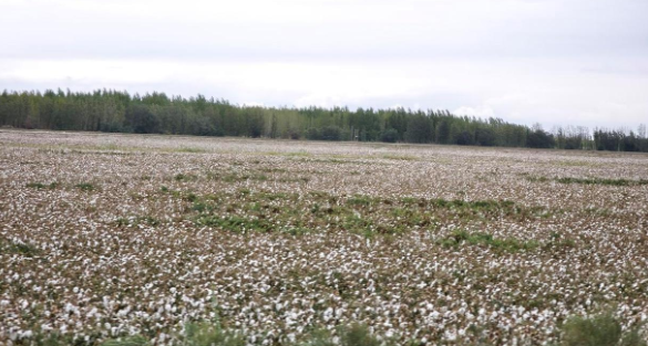 以前大量美国影视剧里,常出现黑奴采棉花的镜头,那个棉花都齐腰高