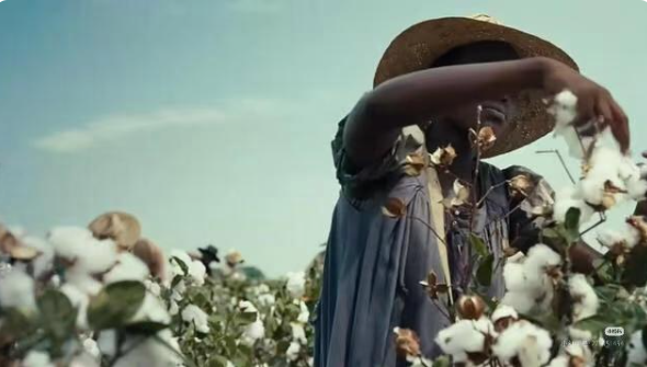 以前大量美国影视剧里,常出现黑奴采棉花的镜头,那个棉花都齐腰高