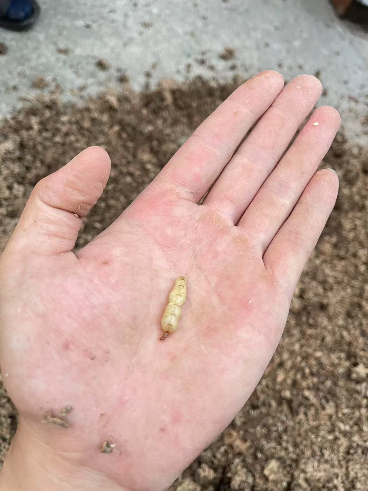 一解答白蚁常见误区 1 误区一白蚁是蚂蚁的一种