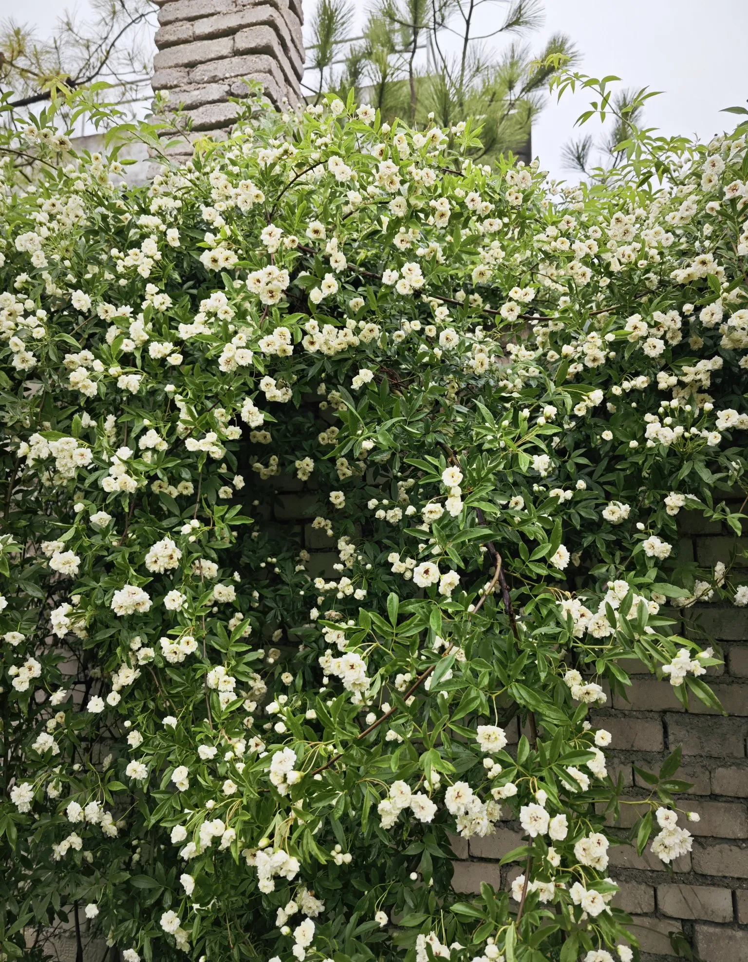 有朋友问我,得花多少钱才能在农村过上自己想要的生活