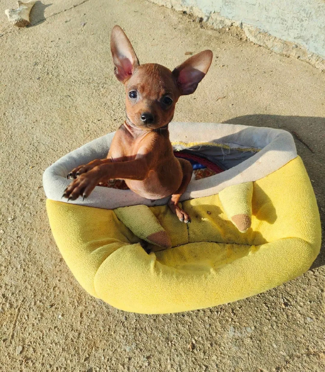 本来就随便逛逛,结果老板在旁边一顿忽悠,说这只狗超级火,就剩下这