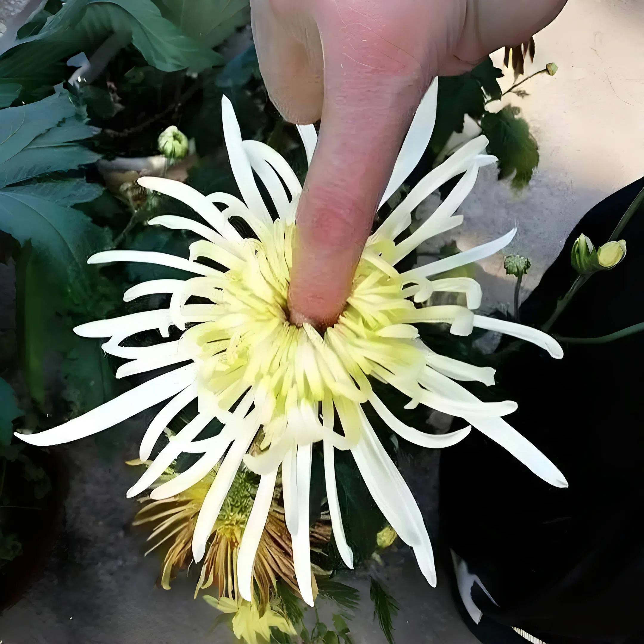 更恐怖的是肉球根本不痛直到主任查房时幽幽