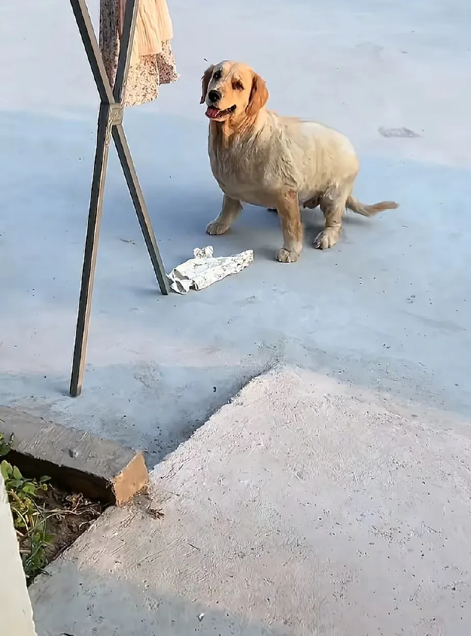 为什么金毛喜欢扑人