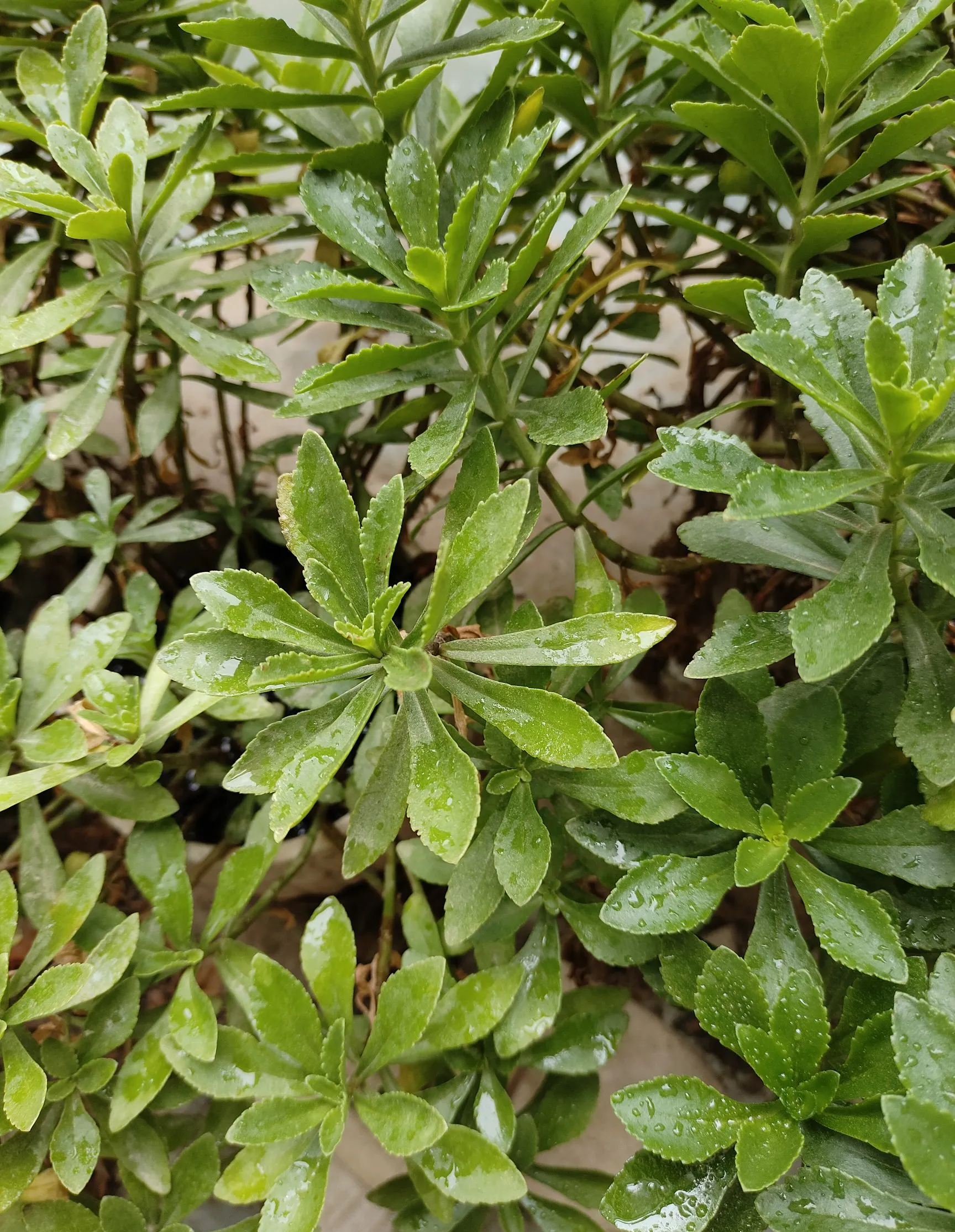 结果一开窗,看到外面地面都湿了