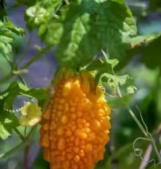 这种水果是70后80后的怀旧水果,它曾经遍布大江南北