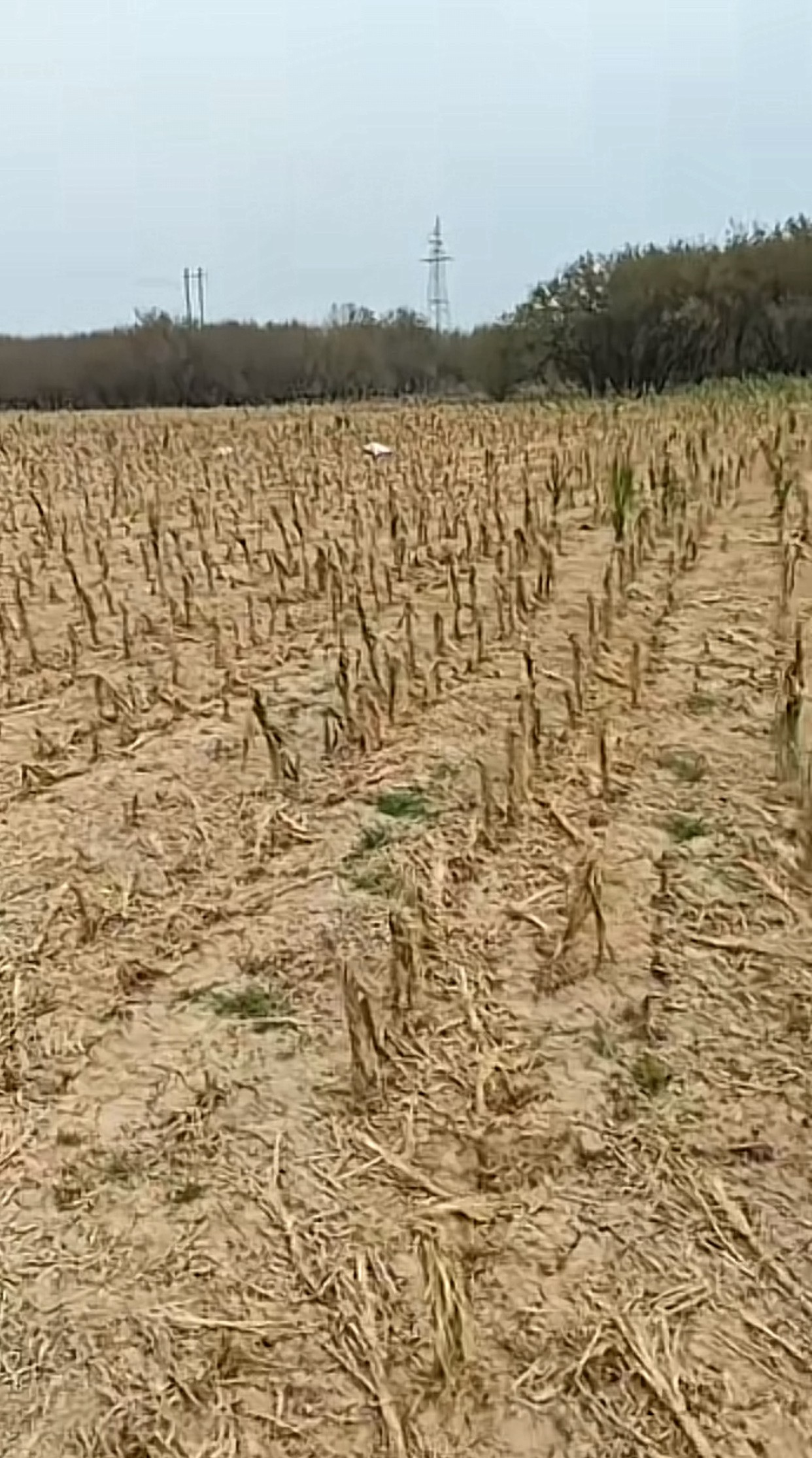 庄稼人一年的心血啊,就这么没了,换谁能不难受?