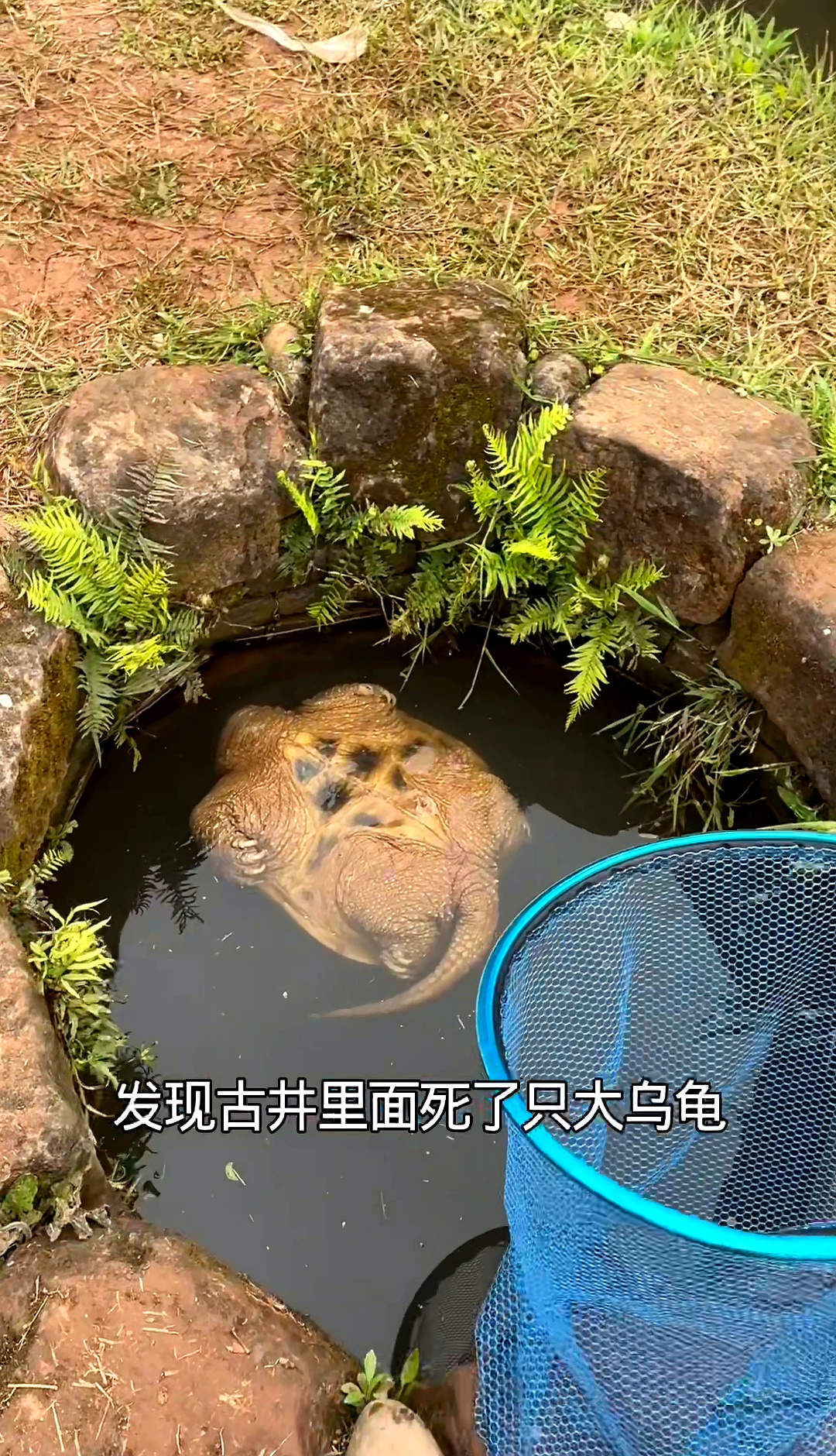 井底淤泥中那只巨龟的壳已裂开脖子上有深深咬痕