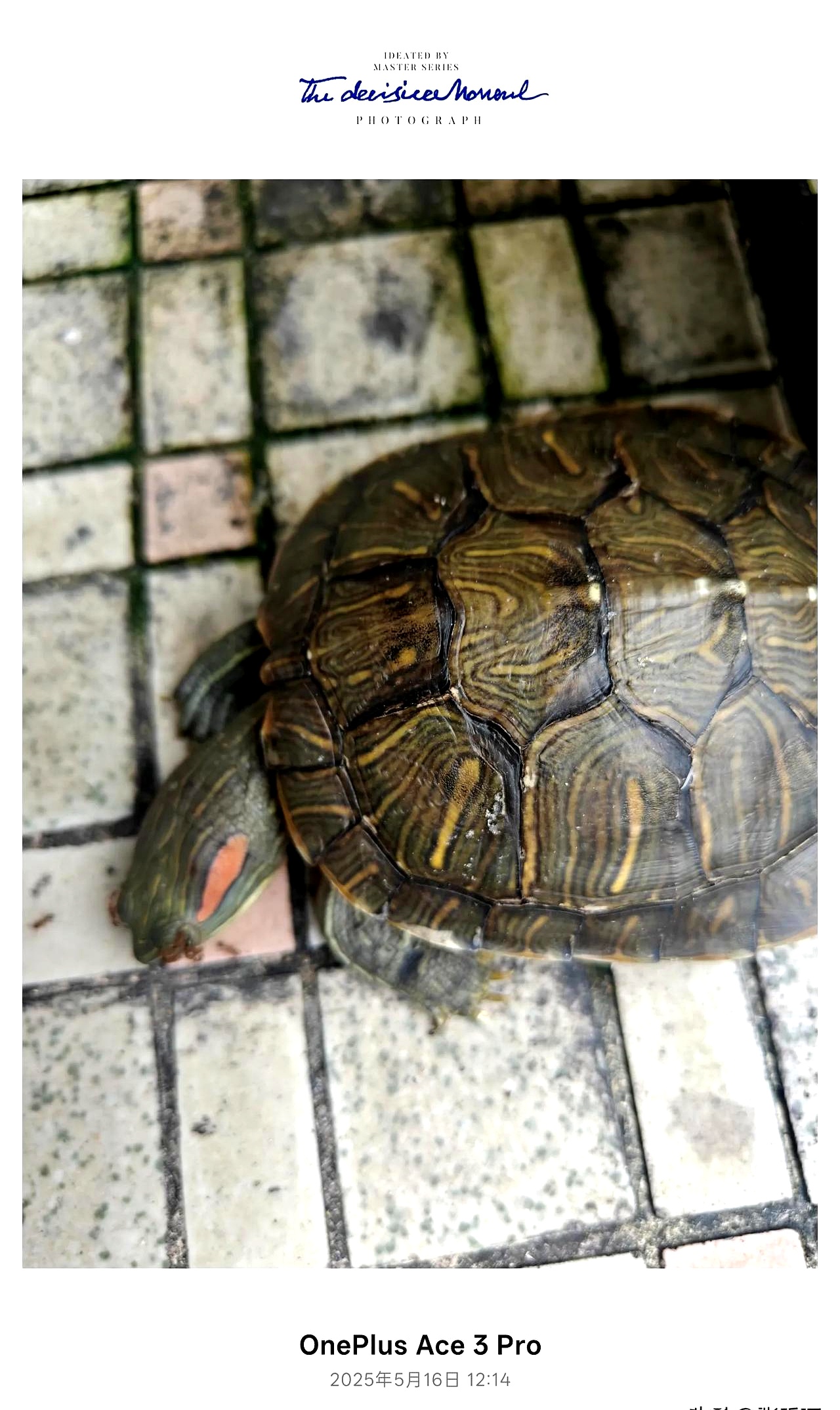 我的乌龟死了