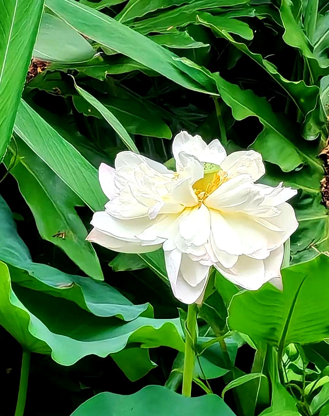 在工作里啊,哪个领导干个八年十年的,基本都会