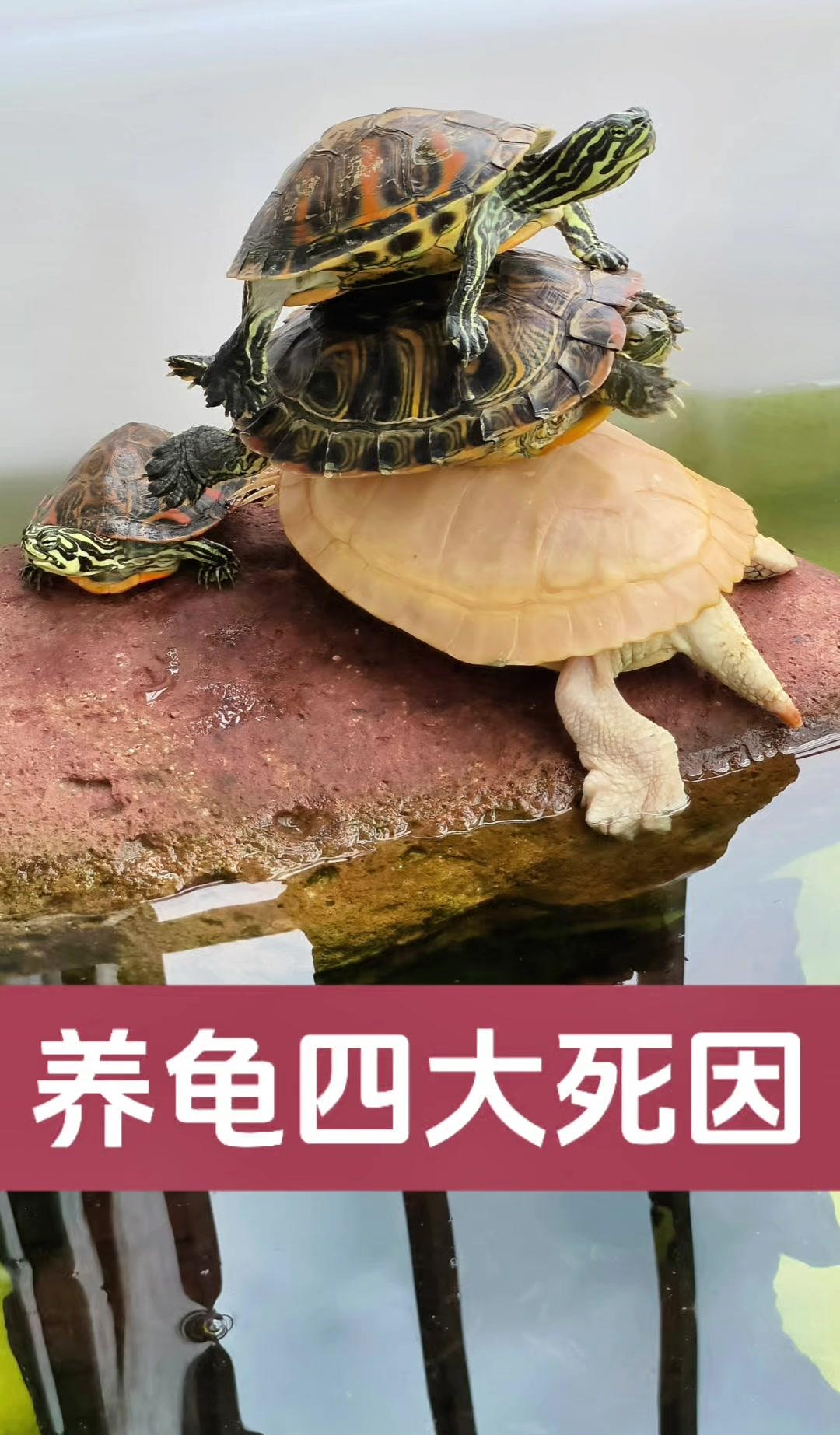 乌龟这小家伙,看似皮实,实则娇气得像个挑剔的老爷子