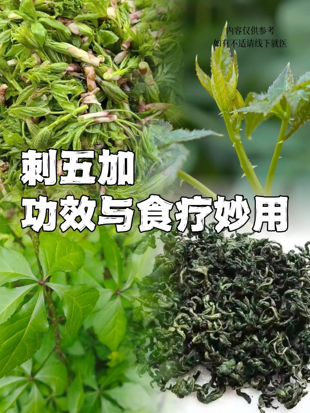 与作用五加刺的功效和作用五加参的功效和主治刺五加片的功效是什么