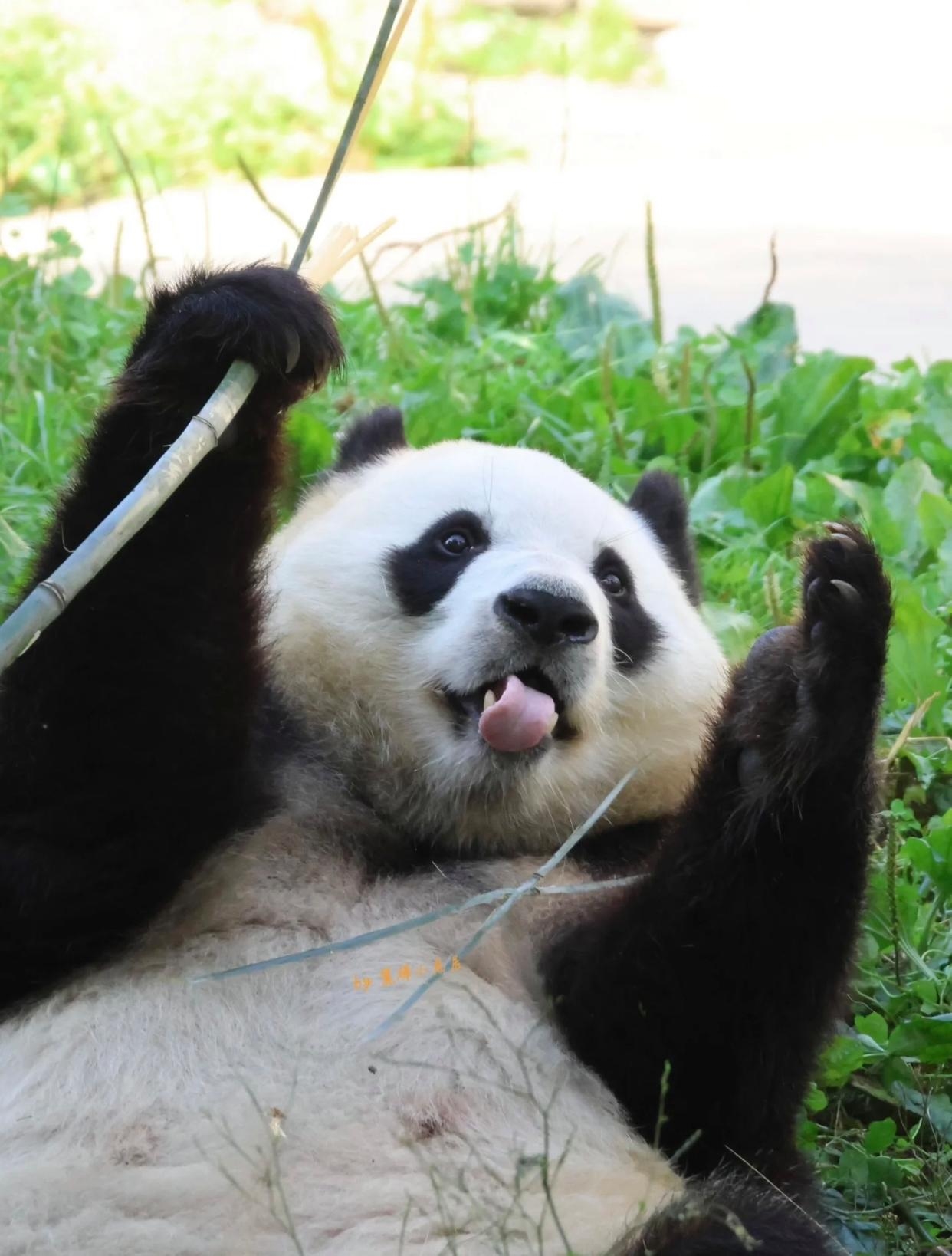 抓拍角度超赞福宝萌态尽显那萌萌的大脸盘还有漂亮对称的小鸟眼圈