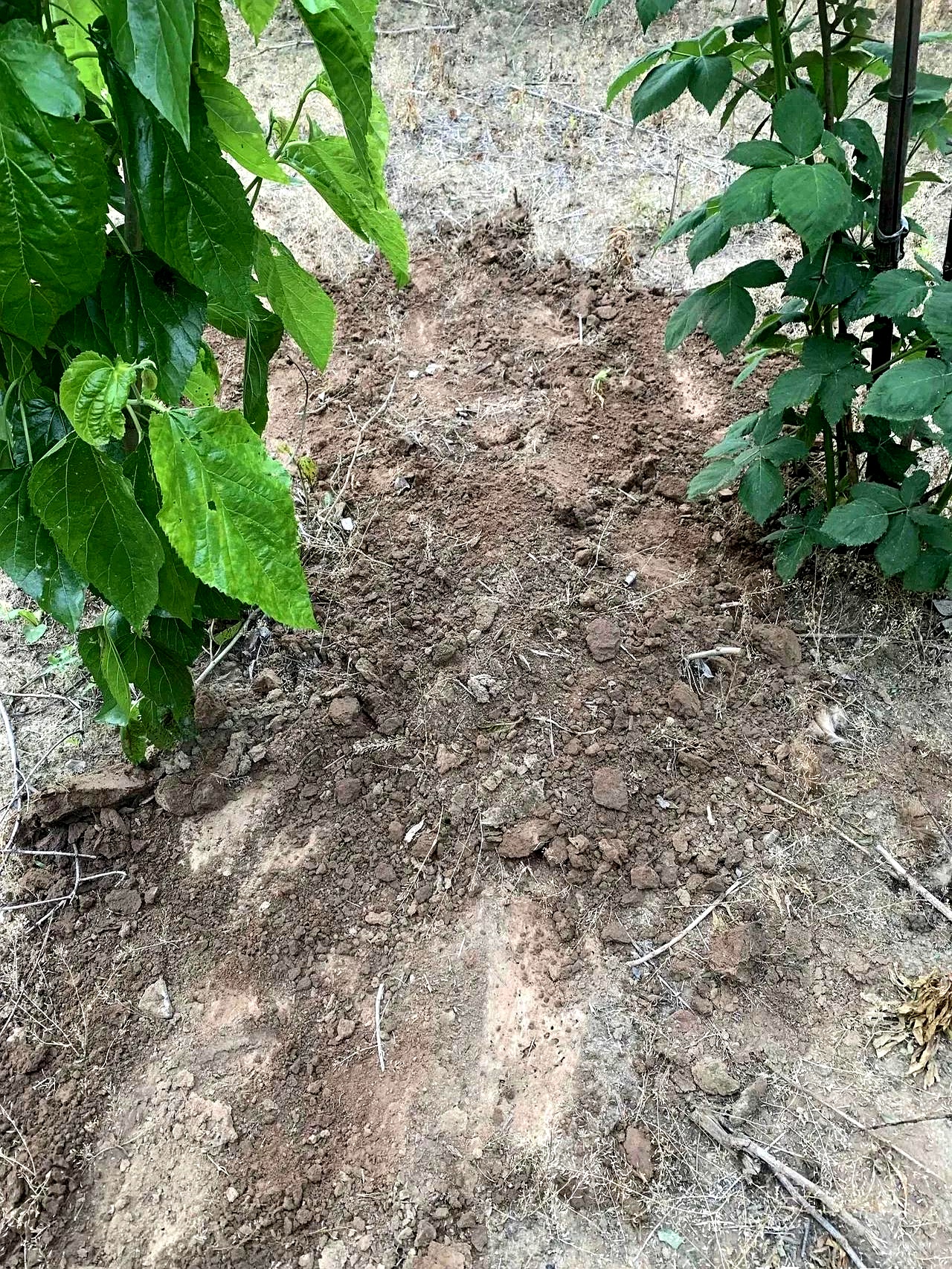 这位女士仔细看了看发现狗的身体已经烂得很厉害肚子胀得很大张开