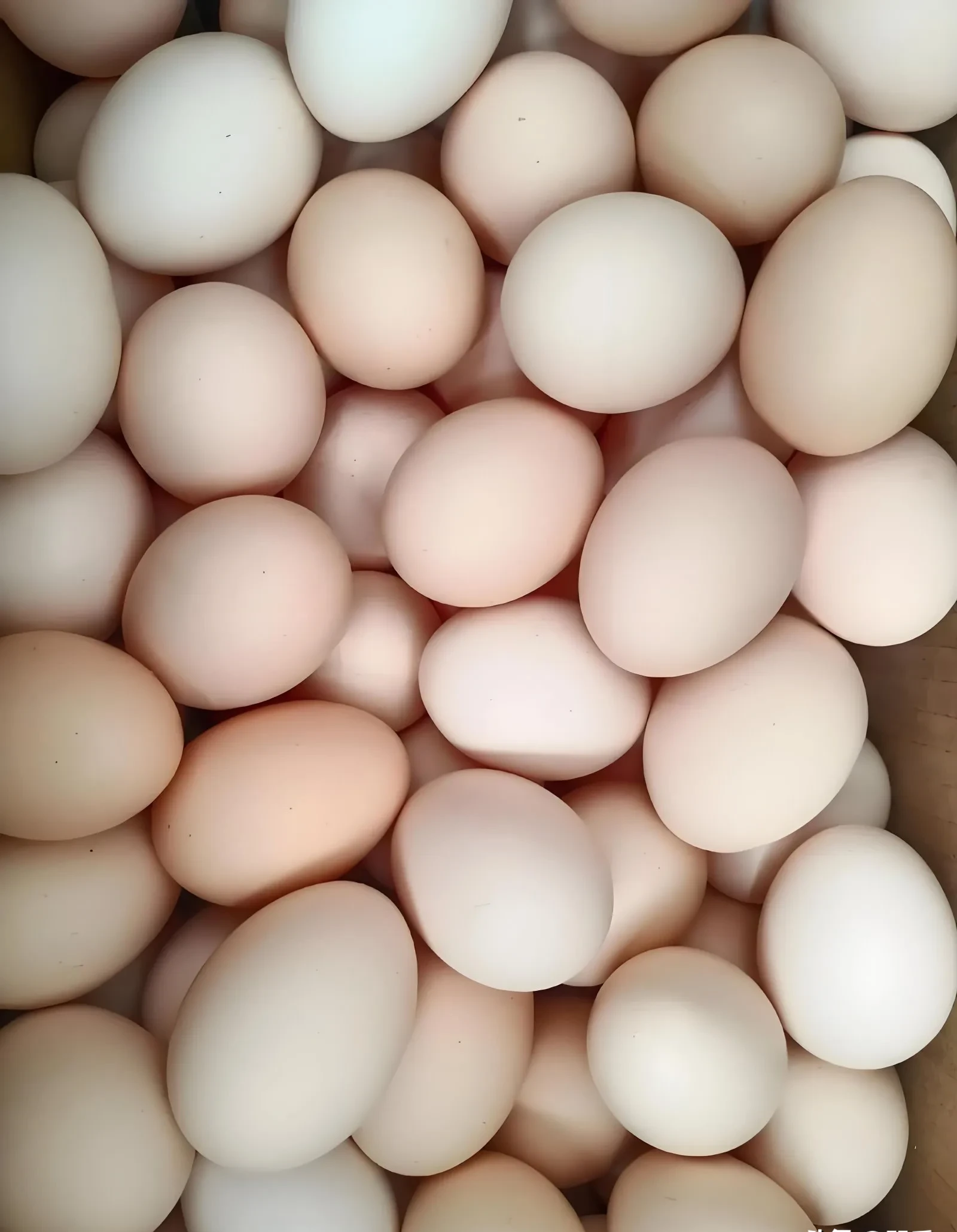 鸡蛋为什么这么便宜