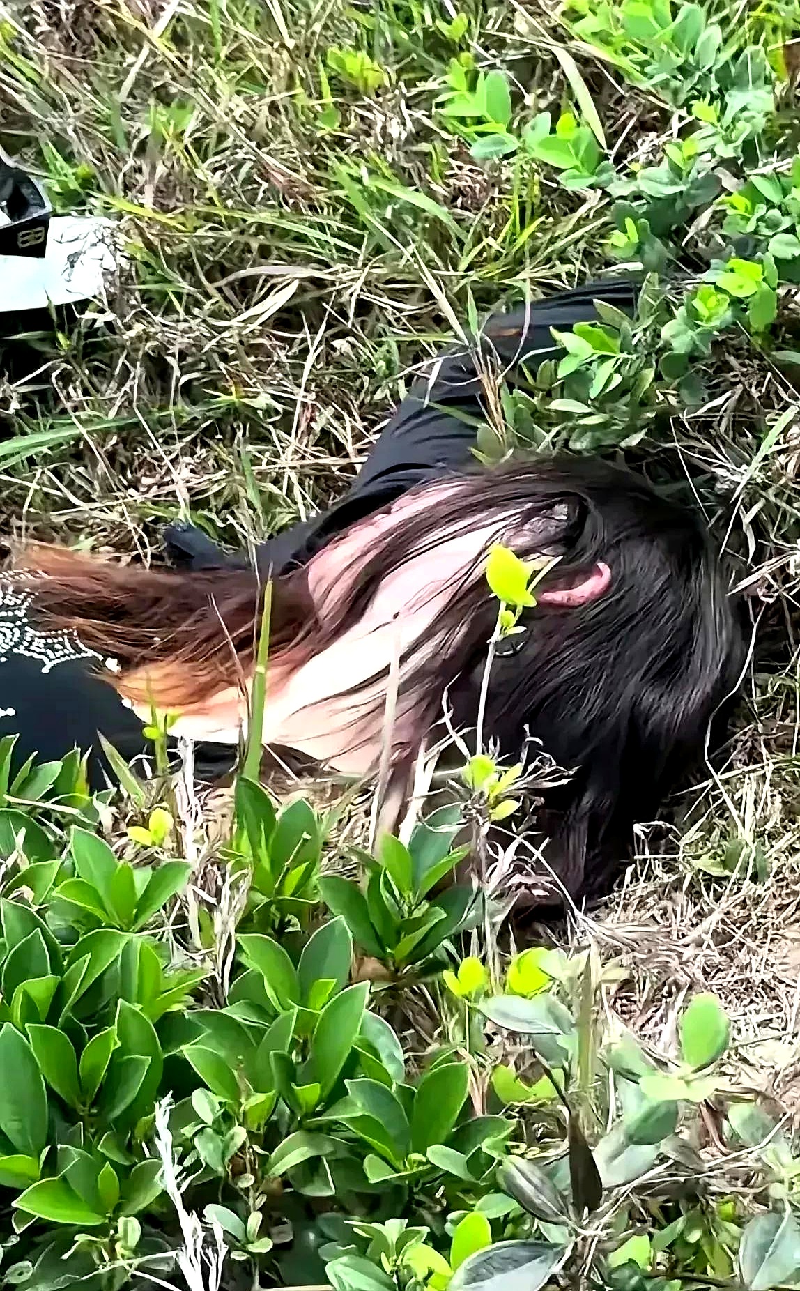 在广西钦州,一位村民带着工具上山去摘八角