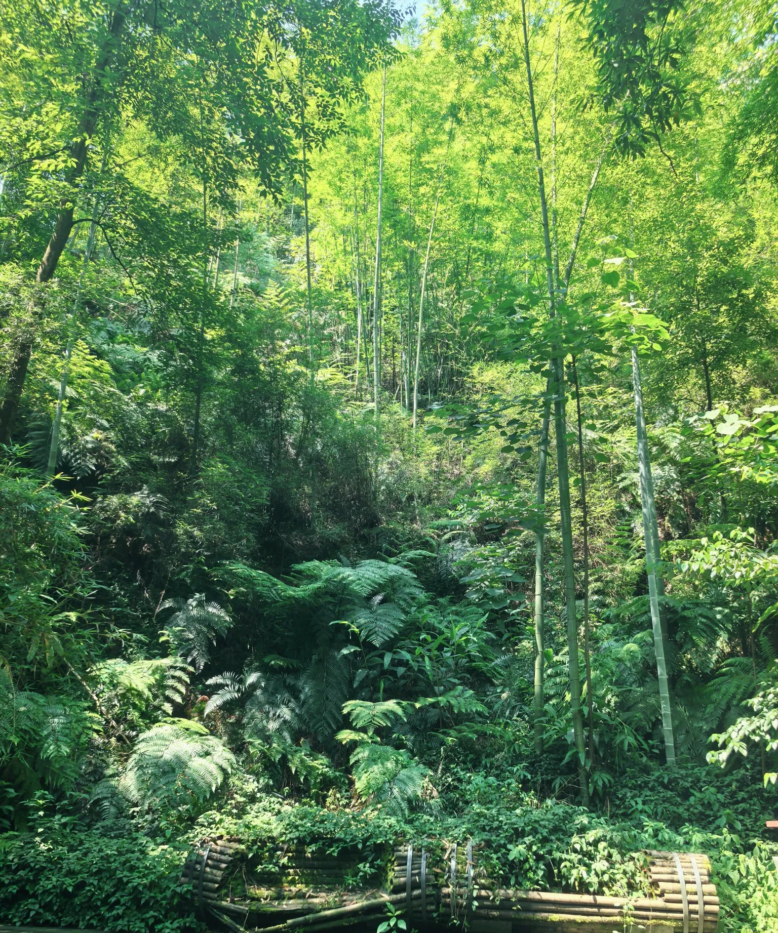 一直以来,我总以为山间层层叠叠的葱茏绿色,都是树木聚集的杰作
