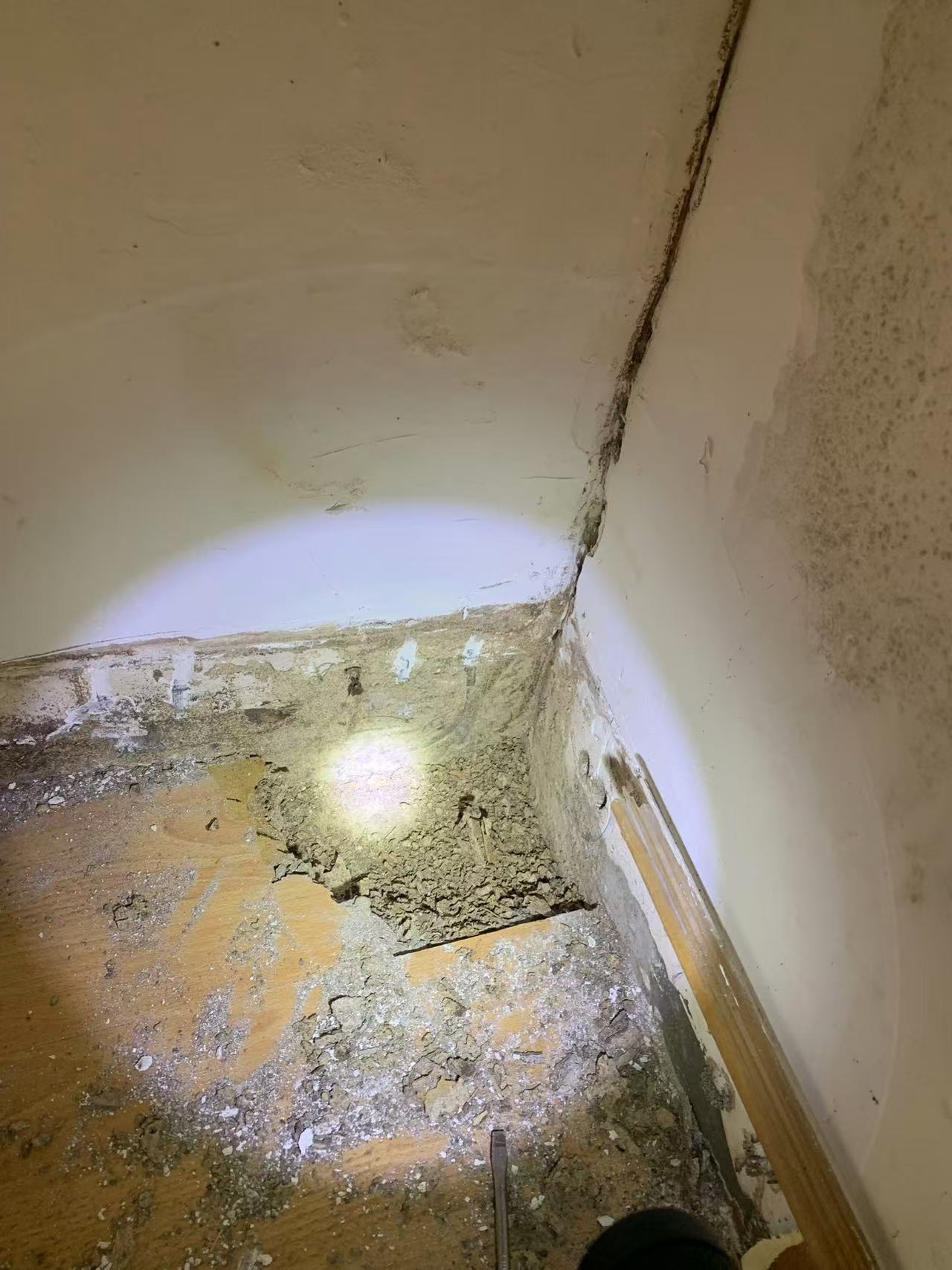 徐汇区白蚁防治中心官方电话