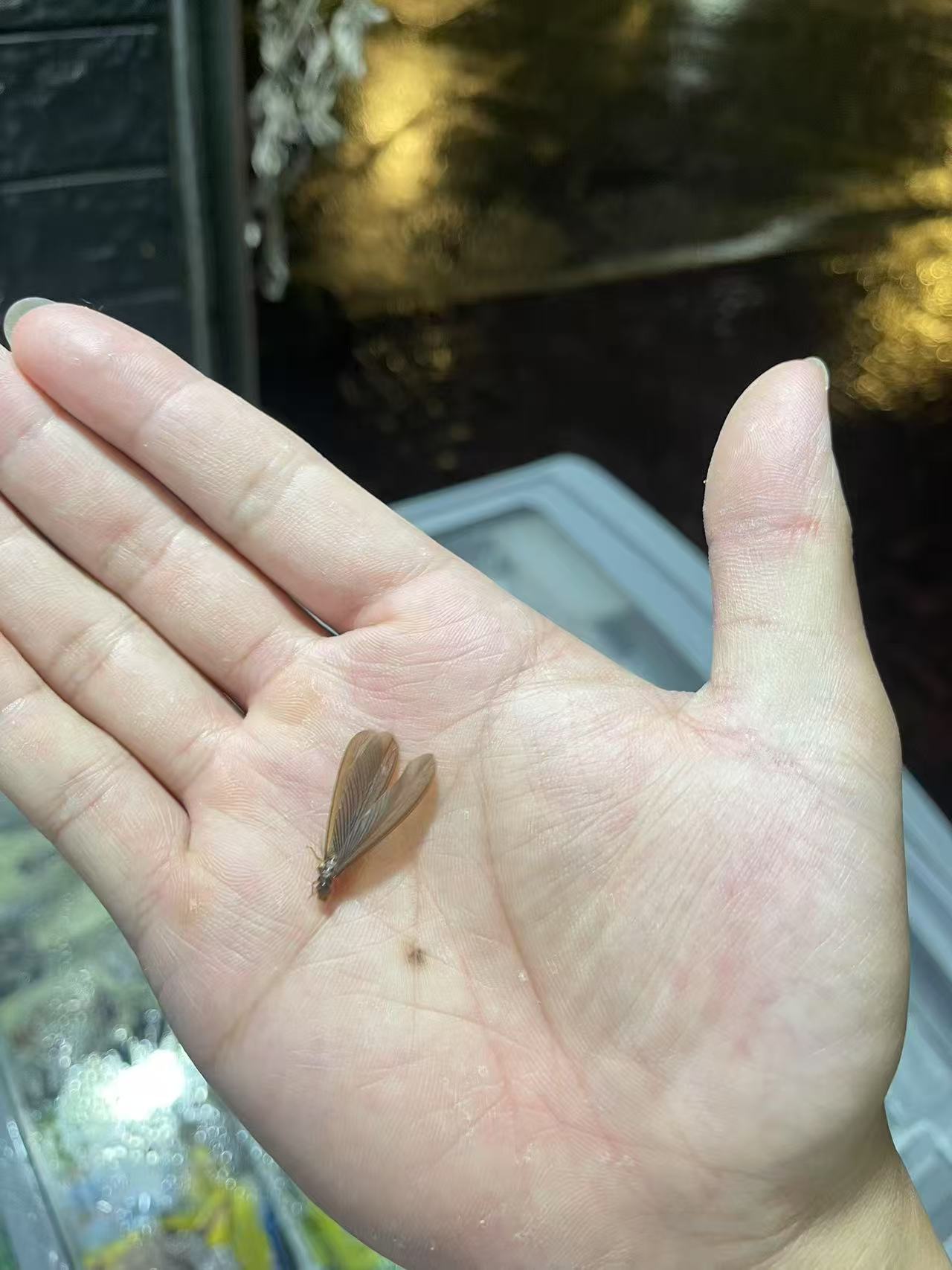 崇明区白蚁防治中心指定白蚁防治所治理电话 崇明区白蚁防治中心电话
