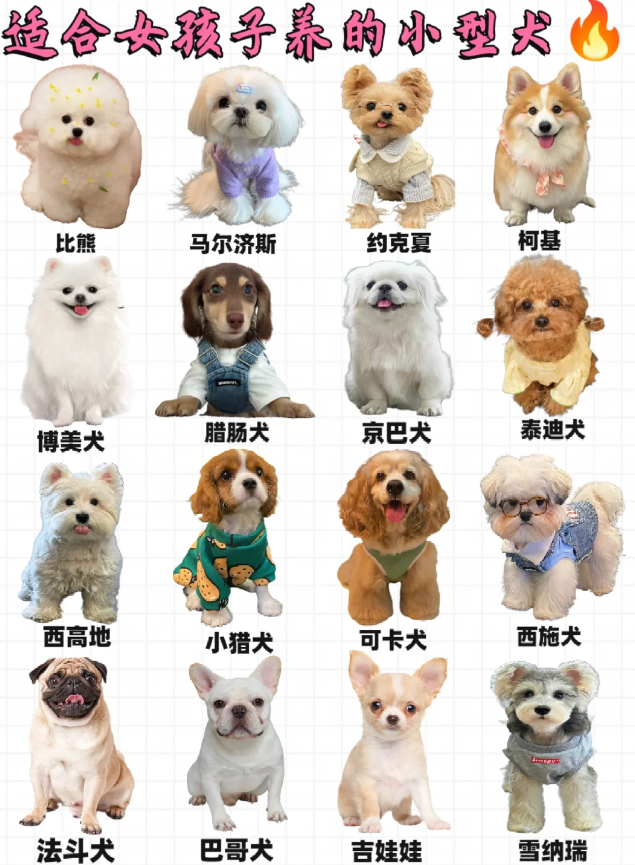 小猎犬 11可卡犬 12西施犬 13法斗犬 14巴哥犬 小型犬有哪些品种