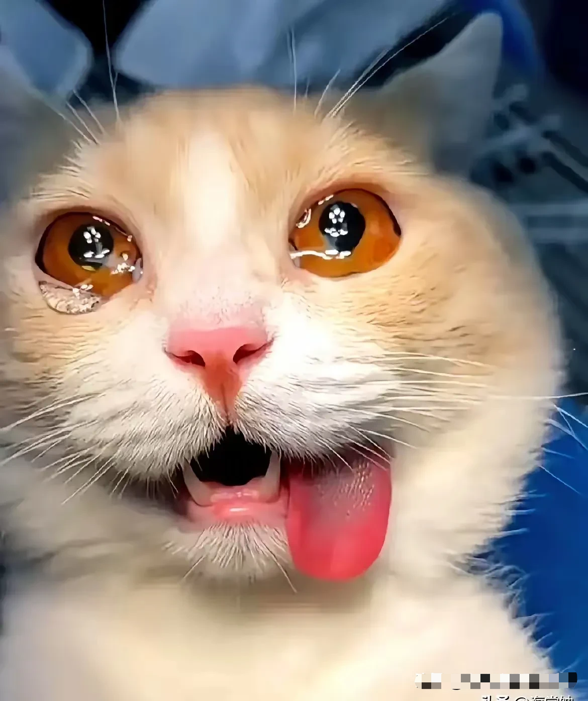 眼看校园人去楼空,它急得直掉眼泪,这哪是动物啊,分明是懂感情的小