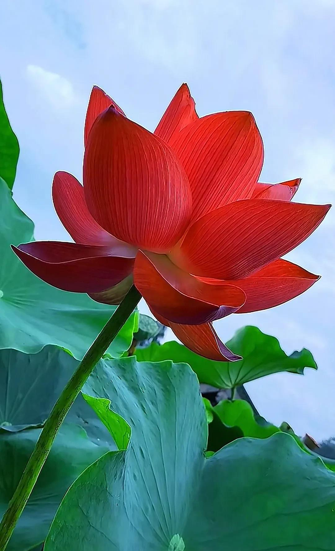 翠绿的荷叶间,红荷花站得笔直,花瓣像是被细心打磨过,衬着一圈圈金色