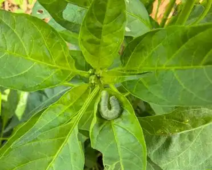 甜菜夜蛾,鳞翅目夜蛾科,嚼叶片,咬幼果,辣椒地里的大麻烦