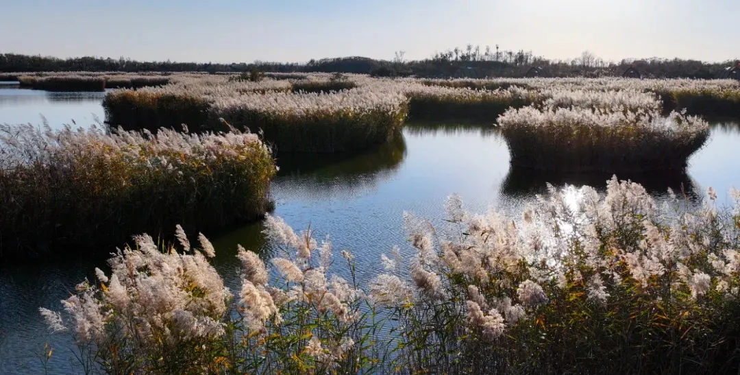 寿光市羊口镇天气今日情况