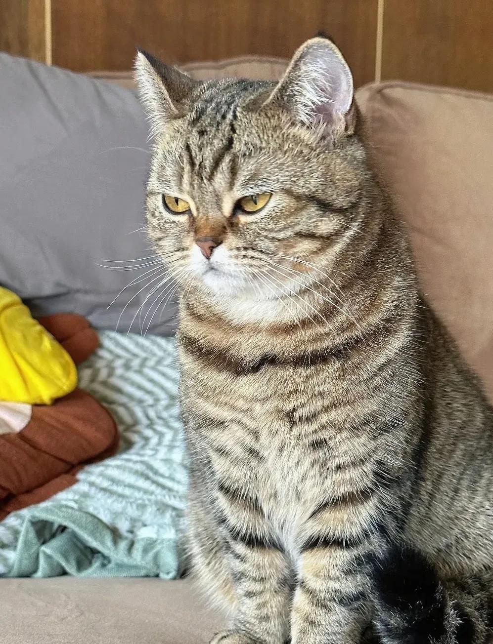 这只狸花猫我养一年了,经常三四天不回家,每次回来身上还总是香喷喷的