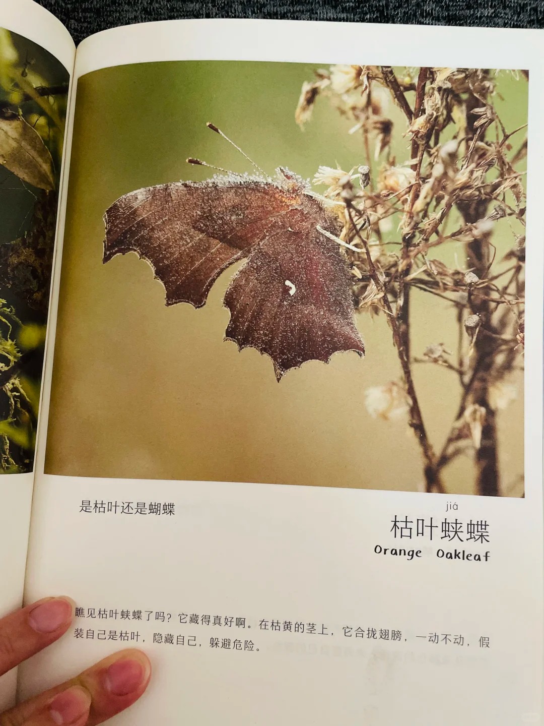 大自然藏着超有趣的动物秘密