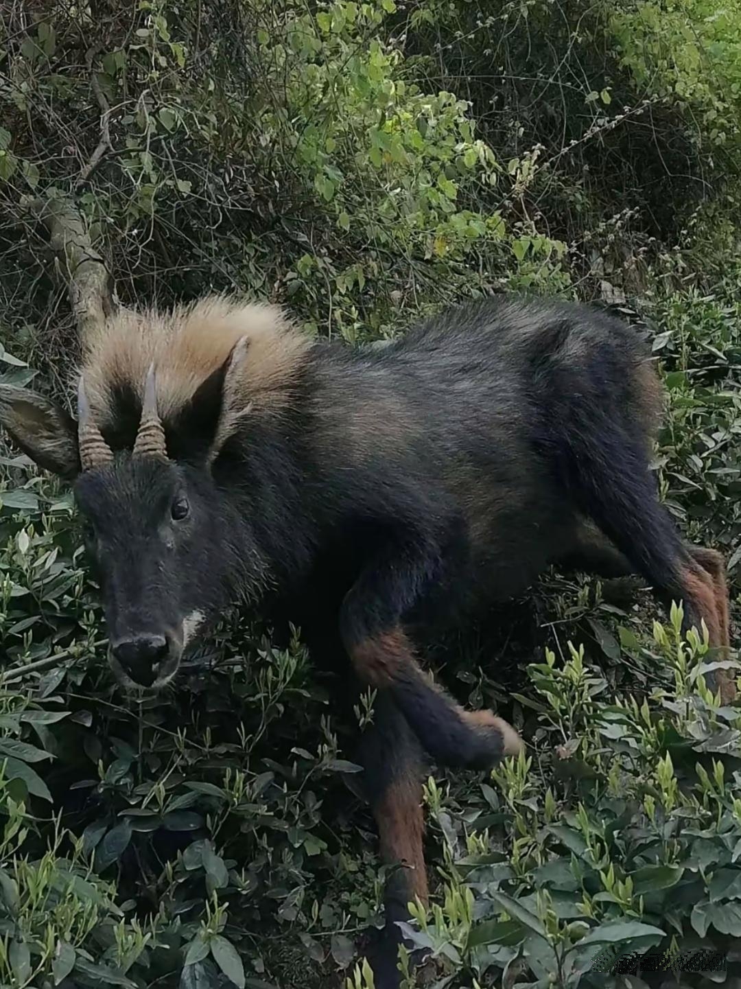 各位见多识广的朋友们,不知可否帮忙辨认下这个奇特的生物?