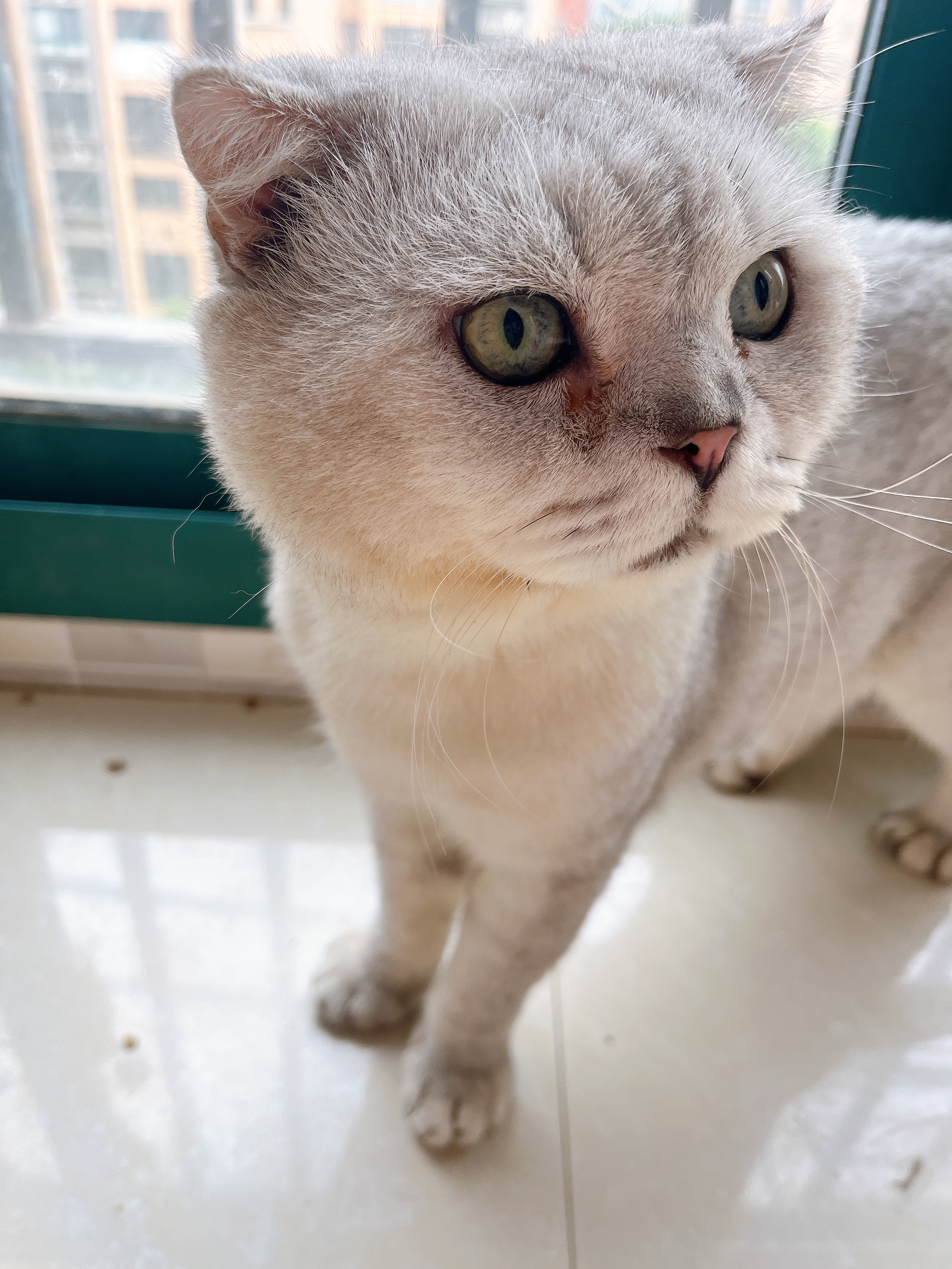猫咪泪痕没了颜值都回来 猫咪泪痕特别严重用了很多法子也没有好