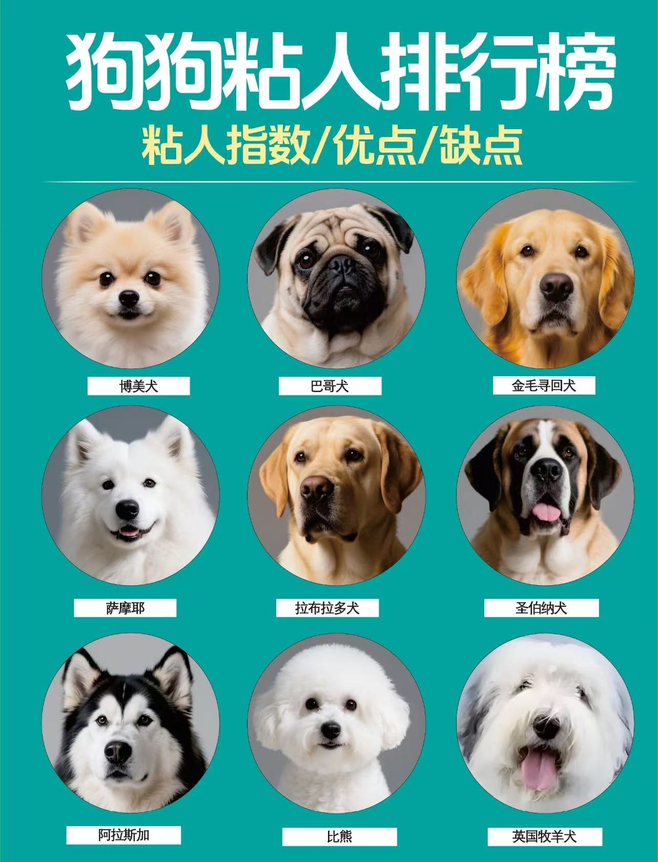 白色巴哥犬图片