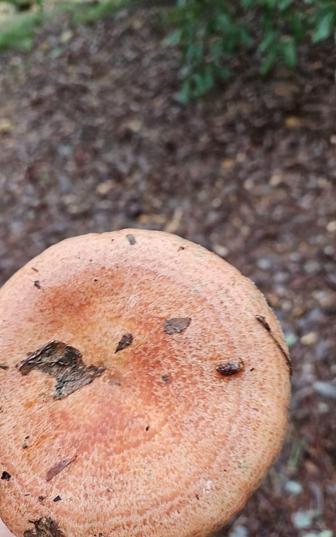松蘑吃了几十年竟有人说桲椤树下的桲椤脆更绝?
